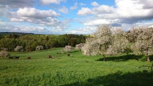 Vorderer Hunsrück im Frühling
