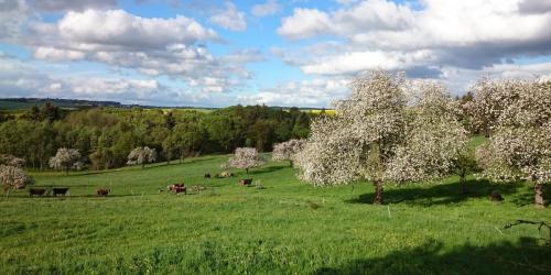 Hunsrücker Frühling